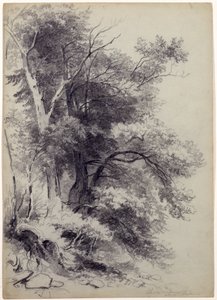 Studie van bomen, ShandakenOlive, New York, 1852